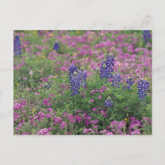 VS, Texas Hill Country. Bluebonnets onder phlox Briefkaart (Voorkant)