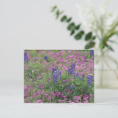 VS, Texas Hill Country. Bluebonnets onder phlox Briefkaart (Staand voorkant)
