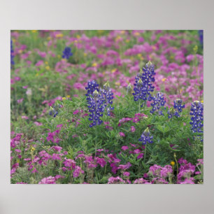 VS, Texas Hill Country. Bluebonnets onder phlox Poster