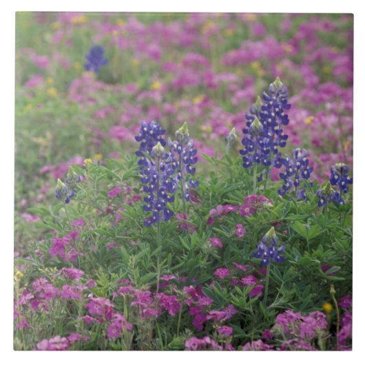 VS, Texas Hill Country. Bluebonnets onder phlox Tegeltje (Voorkant)