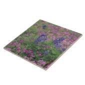 VS, Texas Hill Country. Bluebonnets onder phlox Tegeltje (Zijkant)