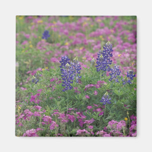 VS, Texas Hill Country. Bluebonnets tussen phlox Magneet