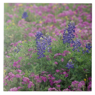 VS, Texas Hill Country. Bluebonnets tussen phlox Tegeltje