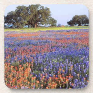 VS, Texas, Llano. Bluebonnets en redbonnets Bier Onderzetter