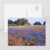 VS, Texas, Llano. Bluebonnets en redbonnets Briefkaart (Voorkant / Achterkant)