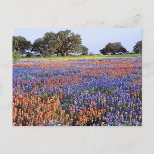 VS, Texas, Llano. Bluebonnets en redbonnets Briefkaart (Voorkant)