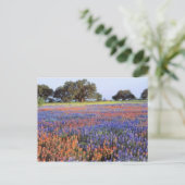 VS, Texas, Llano. Bluebonnets en redbonnets Briefkaart (Staand voorkant)