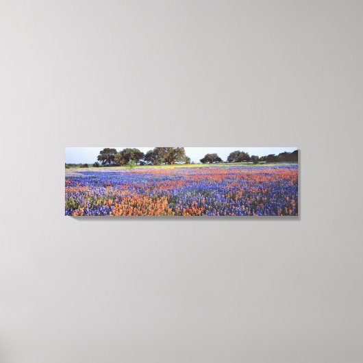 VS, Texas, Llano. Bluebonnets en redbonnets Canvas Afdruk (Voorkant)