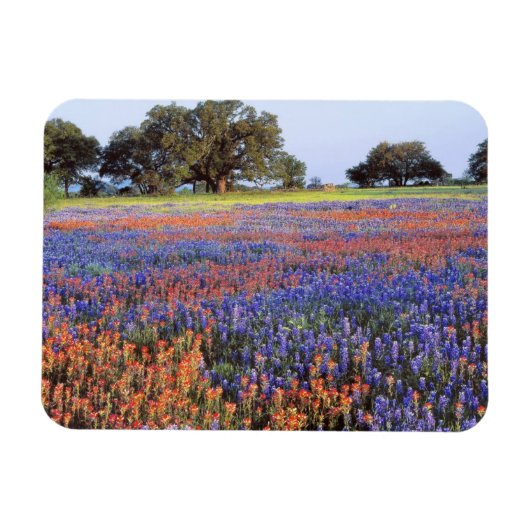 VS, Texas, Llano. Bluebonnets en redbonnets Magneet (Horizontaal)