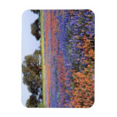 VS, Texas, Llano. Bluebonnets en redbonnets Magneet (Verticaal)