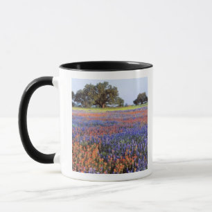 VS, Texas, Llano. Bluebonnets en redbonnets Mok