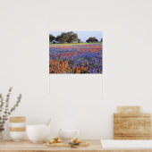 VS, Texas, Llano. Bluebonnets en redbonnets Poster (Keuken)