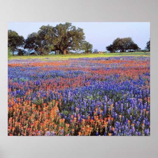 VS, Texas, Llano. Bluebonnets en redbonnets Poster (Voorkant)