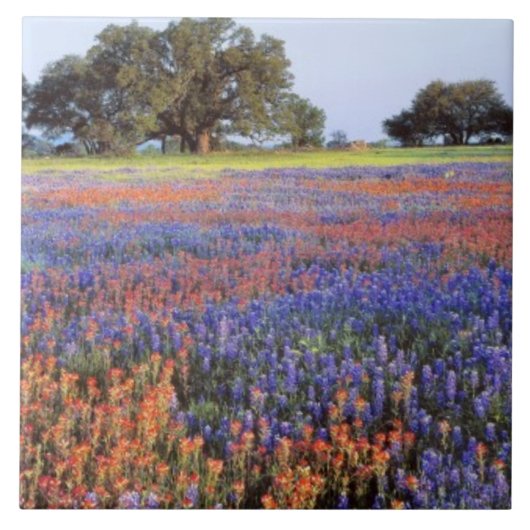 VS, Texas, Llano. Bluebonnets en redbonnets Tegeltje (Voorkant)