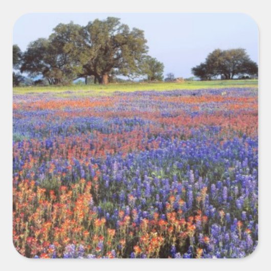 VS, Texas, Llano. Bluebonnets en redbonnets Vierkante Sticker (Voorkant)