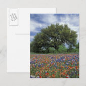 VS, Texas, Marble Falls Paintbrush en Briefkaart (Voorkant / Achterkant)