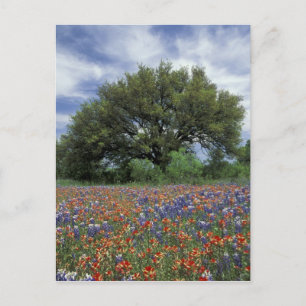 VS, Texas, Marble Falls Paintbrush en Briefkaart