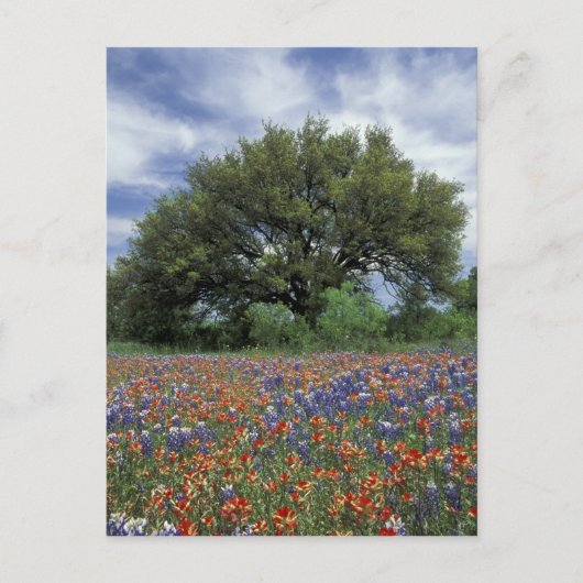 VS, Texas, Marble Falls Paintbrush en Briefkaart (Voorkant)