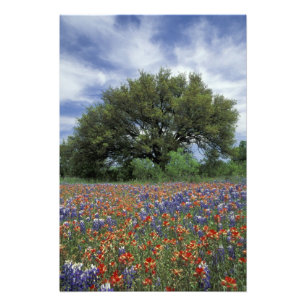 VS, Texas, Marble Falls Paintbrush en Foto Afdruk