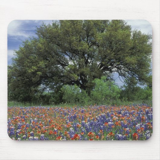 VS, Texas, Marble Falls Paintbrush en Muismat (Voorkant)