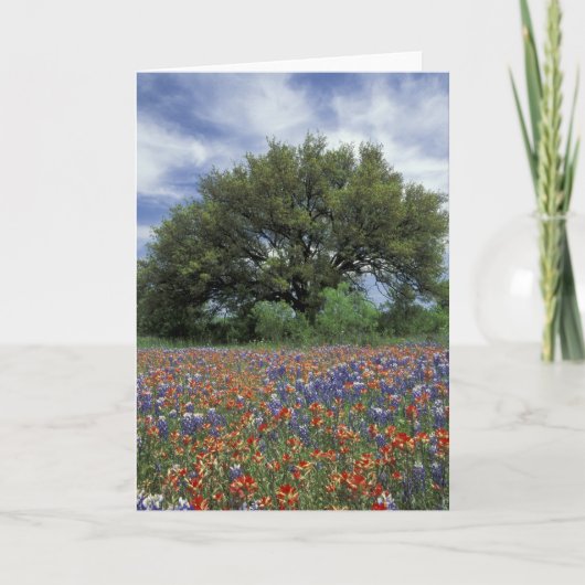 VS, Texas, Marble Herfsten PaintBruse en Kaart (Voorkant)