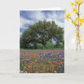 VS, Texas, Marble Herfsten PaintBruse en Kaart (Gele Bloem)