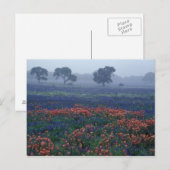VS, Texas, nabij Lytle Fog, eiken, blauwe kapjes Briefkaart (Voorkant / Achterkant)