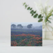 VS, Texas, nabij Lytle Fog, eiken, blauwe kapjes Briefkaart (Staand voorkant)