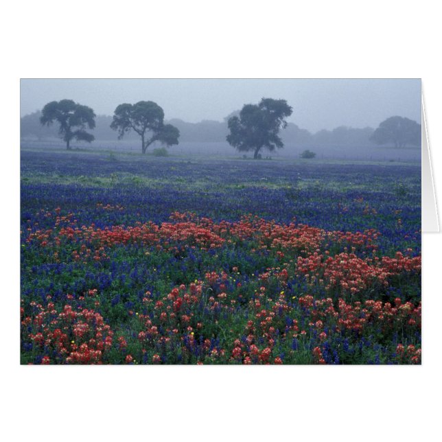 VS, Texas, nabij Lytle Fog, eiken, blauwe klokjes (Voorkant Horizontaal)