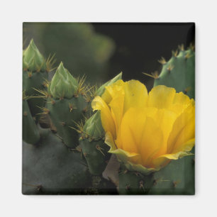 VS, Texas, Opuntia in bloei. Magneet