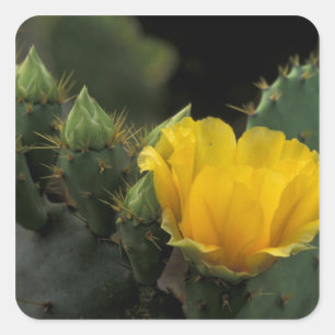 VS, Texas, Prickly Pear Cactus in bloei. Vierkante Sticker