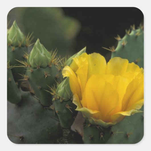 VS, Texas, Prickly Pear Cactus in bloei. Vierkante Sticker (Voorkant)