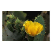 VS, Texas, Prickly Pear Cactus in bloom. Foto Afdruk (Voorkant)