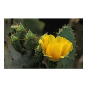 VS, Texas, Prickly Pear Cactus in bloom. Foto Afdruk