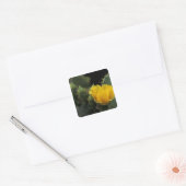 VS, Texas, Prickly Pear Cactus in bloom. Vierkante Sticker (Envelop)