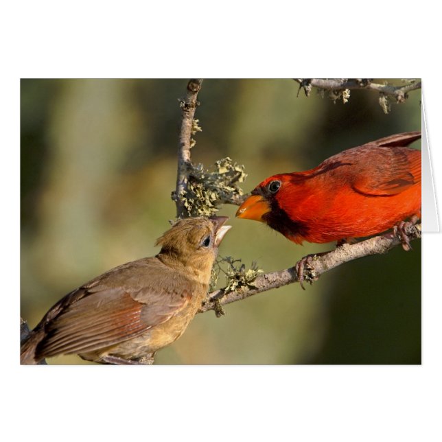 VS, Texas, Rio Grande Valley, McAllen. Gepaard (Voorkant Horizontaal)