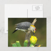 VS, Texas, Rio Grande Valley, McAllen. Heren Briefkaart (Voorkant / Achterkant)