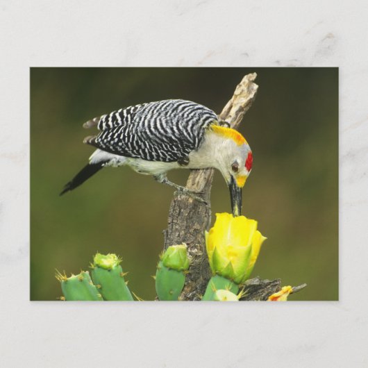 VS, Texas, Rio Grande Valley, McAllen. Heren Briefkaart (Voorkant)