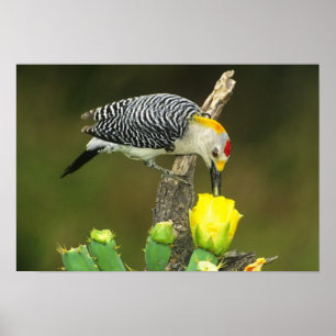 VS, Texas, Rio Grande Valley, McAllen. Heren Poster