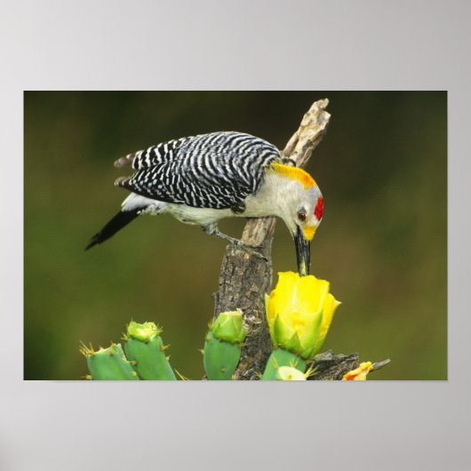 VS, Texas, Rio Grande Valley, McAllen. Heren Poster (Voorkant)