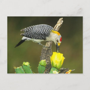 VS, Texas, Rio Grande Valley, McAllen. Mannelijk Briefkaart