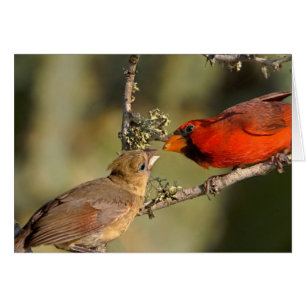 VS, Texas, Rio Grande Valley, McAllen. Med