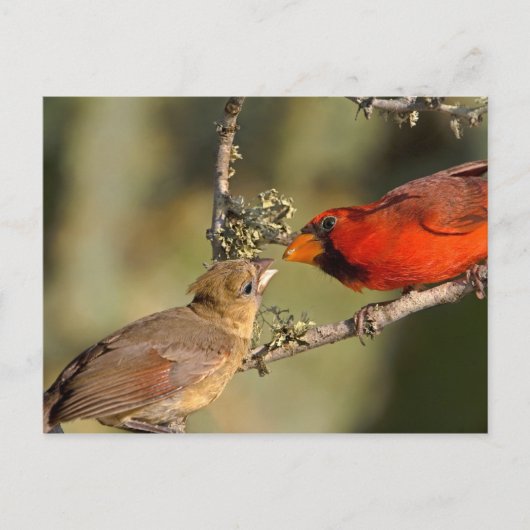 VS, Texas, Rio Grande Valley, McAllen. Med Briefkaart (Voorkant)