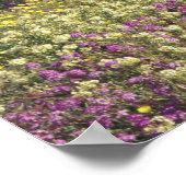 VS, Texas, Sand Verbena en bruine ogen Poster (Hoek)