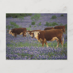 VS, Texas, Texas Hill Country, Hereford Briefkaart