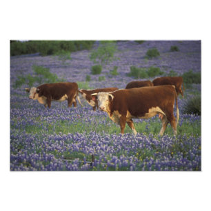 VS, Texas, Texas Hill Country, Hereford Foto Afdruk