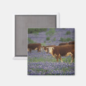 VS, Texas, Texas Hill Country, Hereford Magneet (Voorkant / Achterkant)