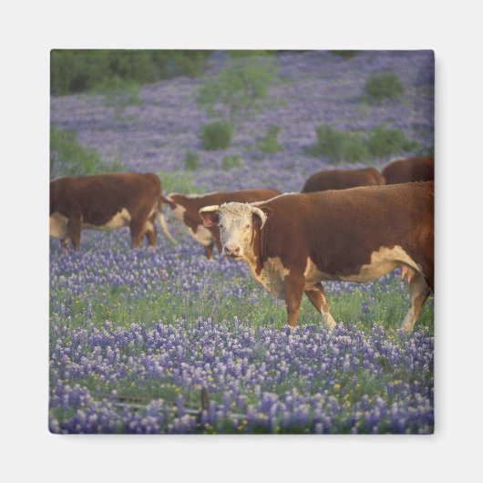 VS, Texas, Texas Hill Country, Hereford Magneet (Voorkant)