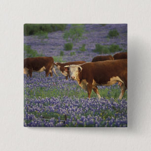 VS, Texas, Texas Hill Country, Hereford Vierkante Button 5,1 Cm