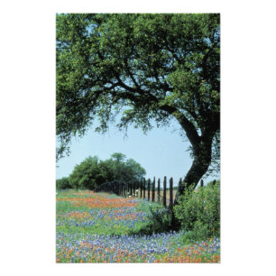 VS, Texas, Texas Hill Country Paintbrush en Foto Afdruk